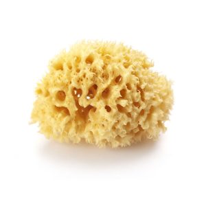 Bath Sponge